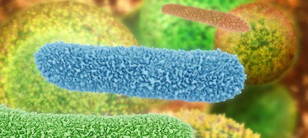 Could the answer to obesity lie in the gut?