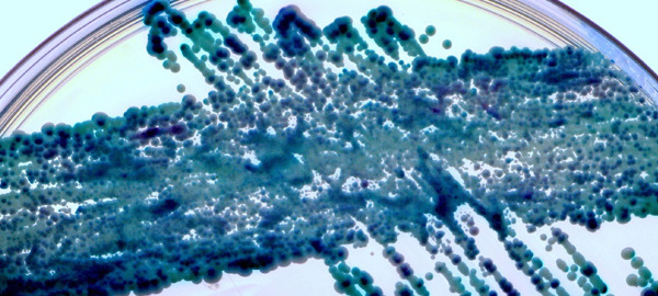 Preventing Candida Overgrowth