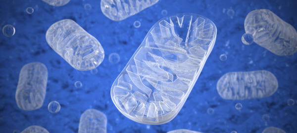 Mitochondrial function and male fertility