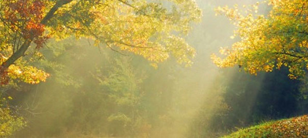 Vitamin D, New Research