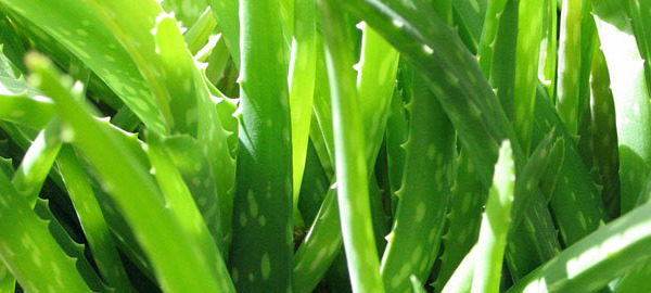 Aloe Vera Liquid, Juice and Gel
