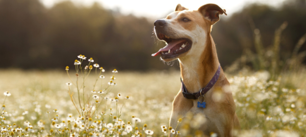 How the diet of dogs has changed