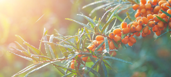 Sea Buckthorn Oil: uses and therapeutic benefits