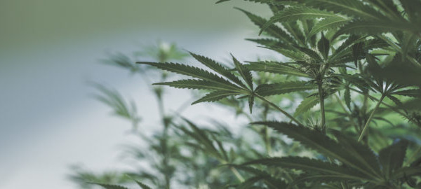 CBD: history of use and benefits to health