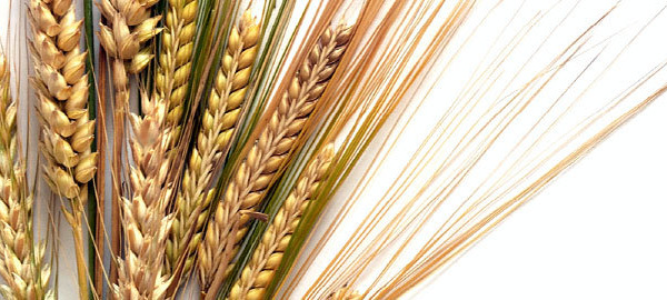 Lectins – Why do whole grains & pulses cause so much trouble?
