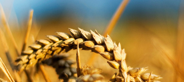 Why Gluten isn’t good for you