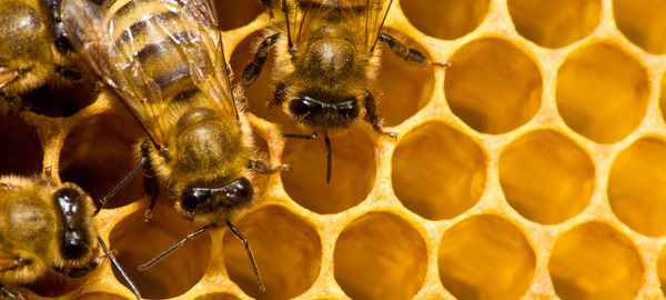 Propolis – What’s all the Buzz About?