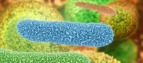 Could the answer to obesity lie in the gut?