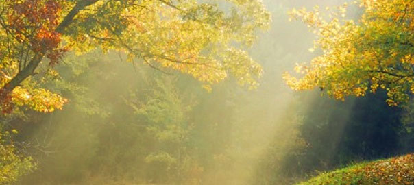Vitamin D, New Research