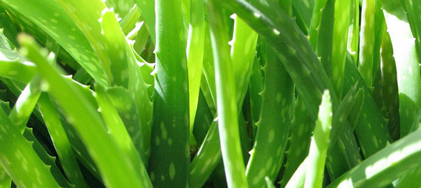 Aloe Vera Liquid, Juice and Gel