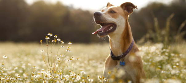 How the diet of dogs has changed
