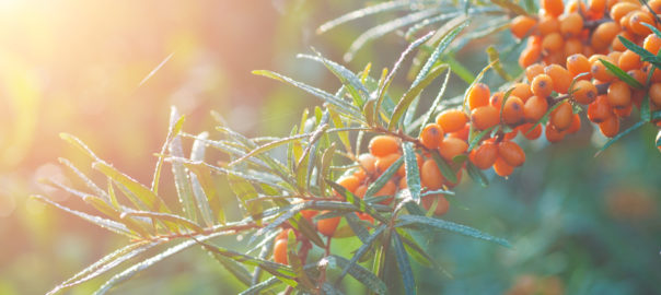 Sea Buckthorn Oil: uses and therapeutic benefits