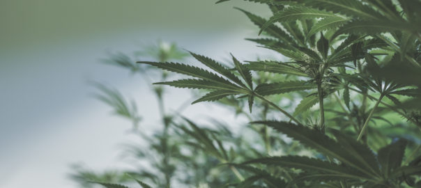 CBD: history of use and benefits to health