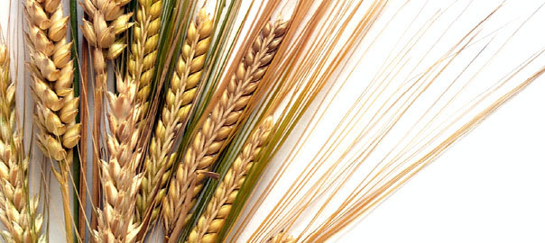 Lectins – Why do whole grains & pulses cause so much trouble?