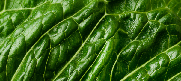 Why methylation matters – the complex process at the heart of human health