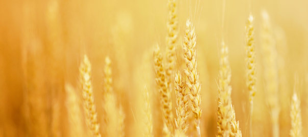 Coeliac Disease – ‘The Most Under-Diagnosed Disorder In The World